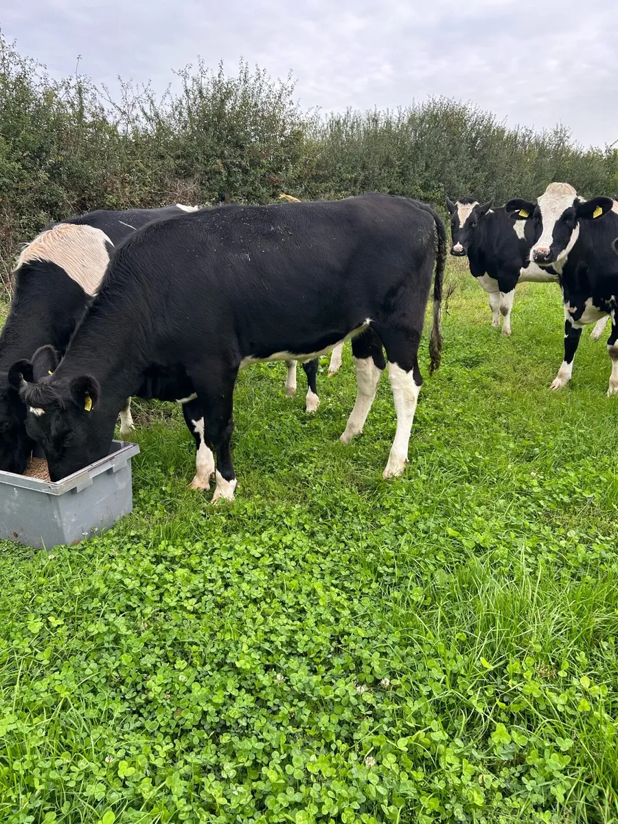 Maiden heifer - Image 1