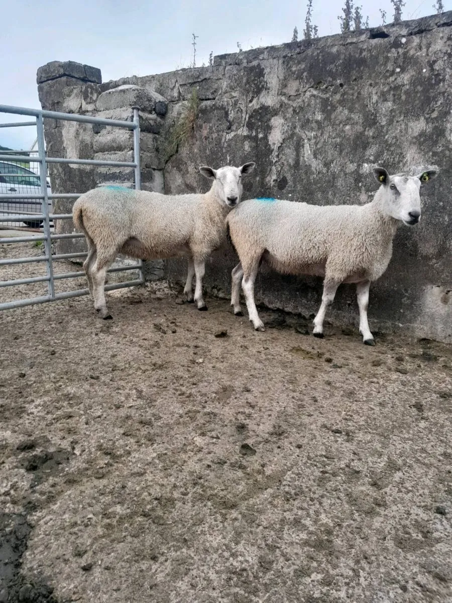 Blue Leicester rams - Image 1