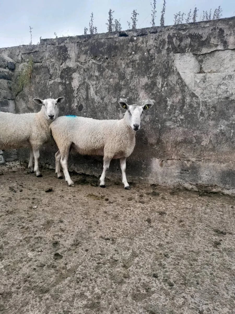 Blue Leicester rams - Image 2