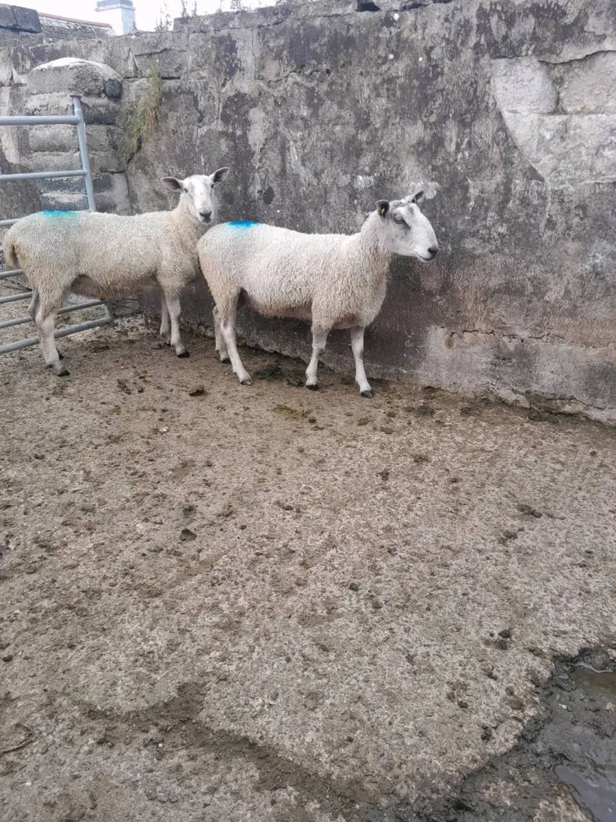 Blue Leicester rams - Image 3