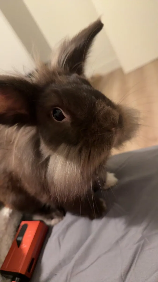 Lionhead rabbit - Image 1