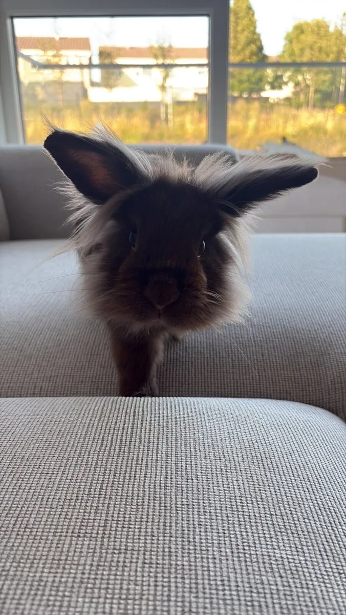 Lionhead rabbit - Image 2