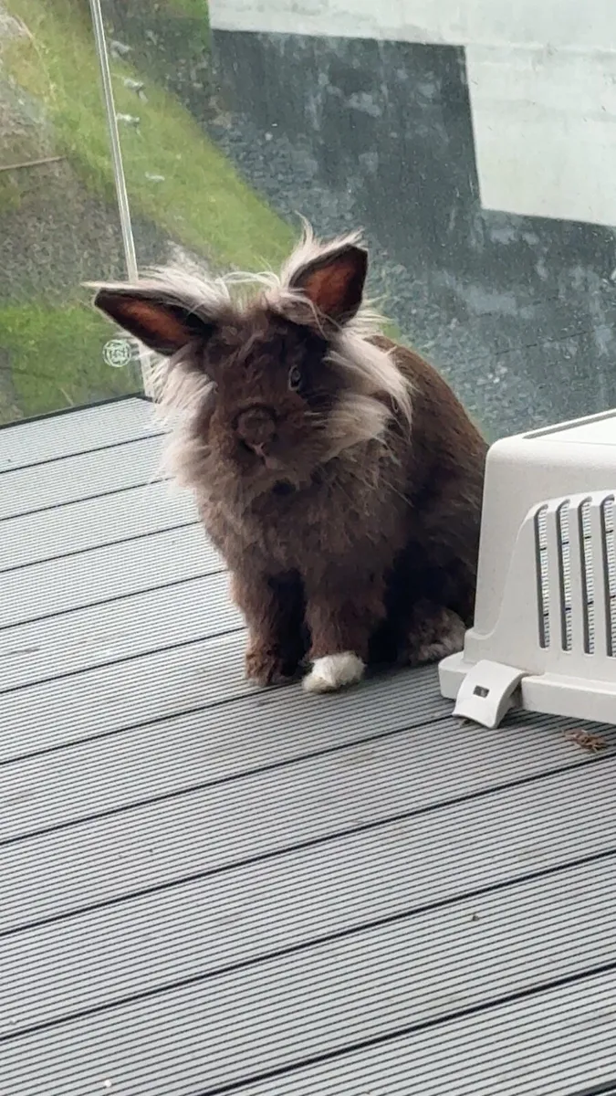 Lionhead rabbit - Image 3