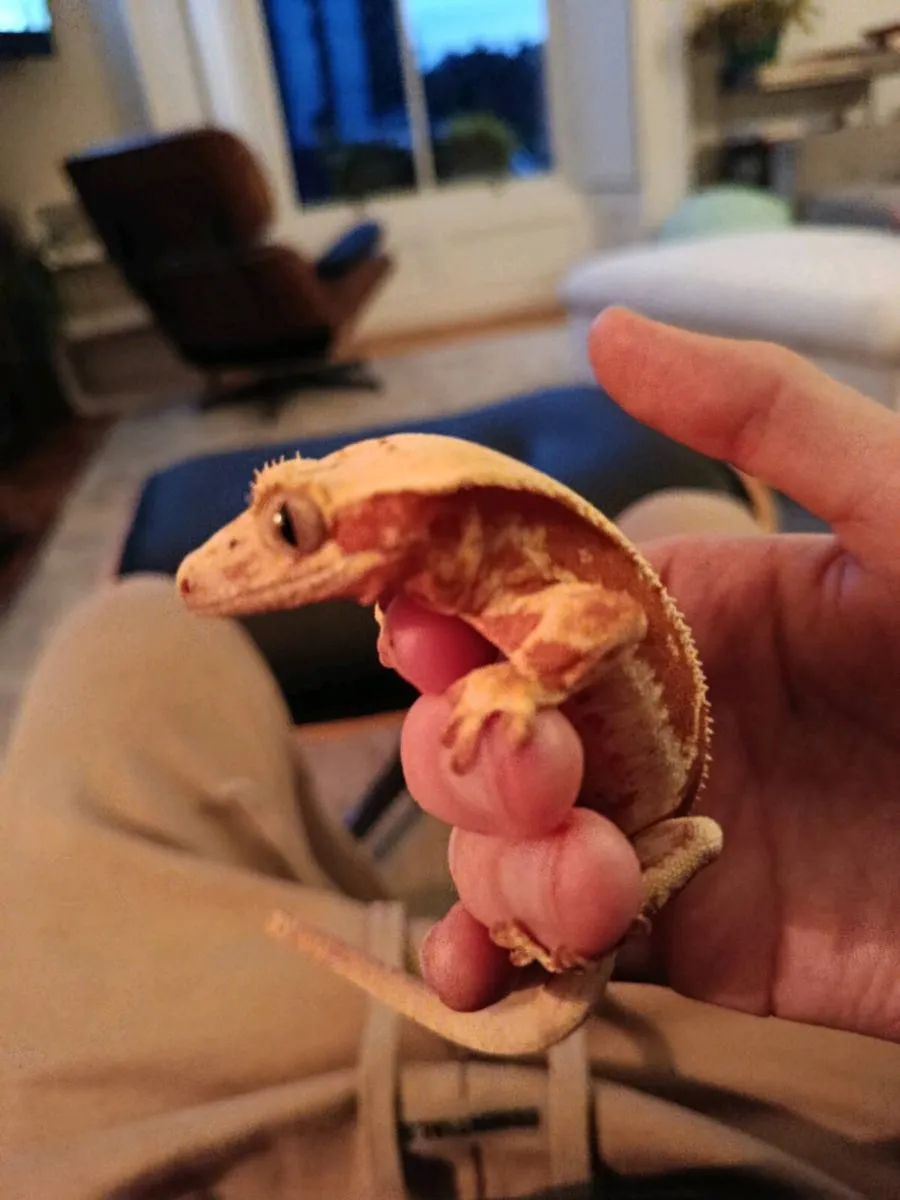 Rare Morph Crested gecko and his complete setup!