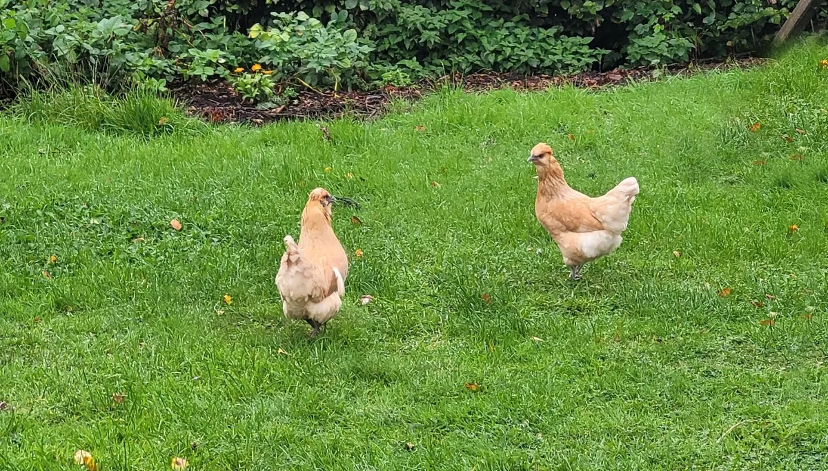 poultry - Image 1