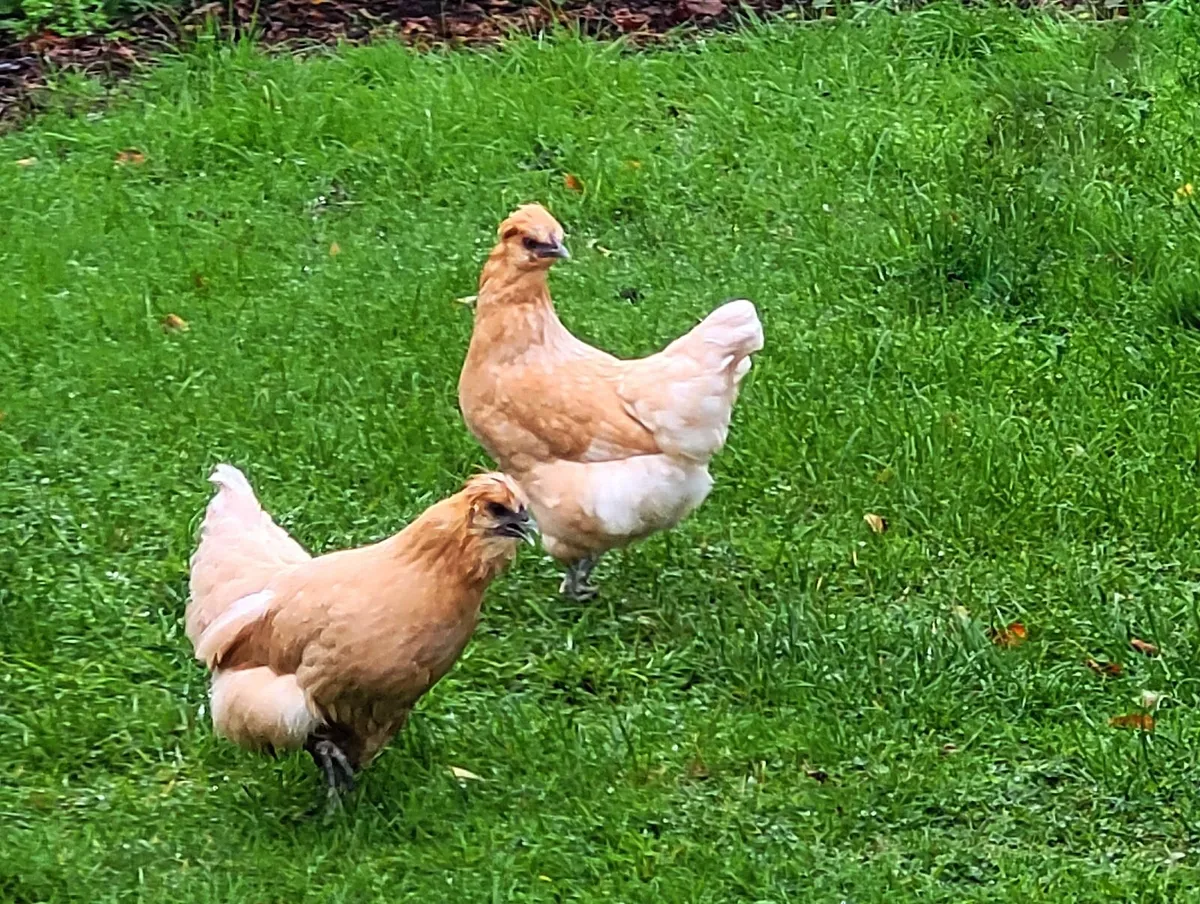 poultry - Image 2