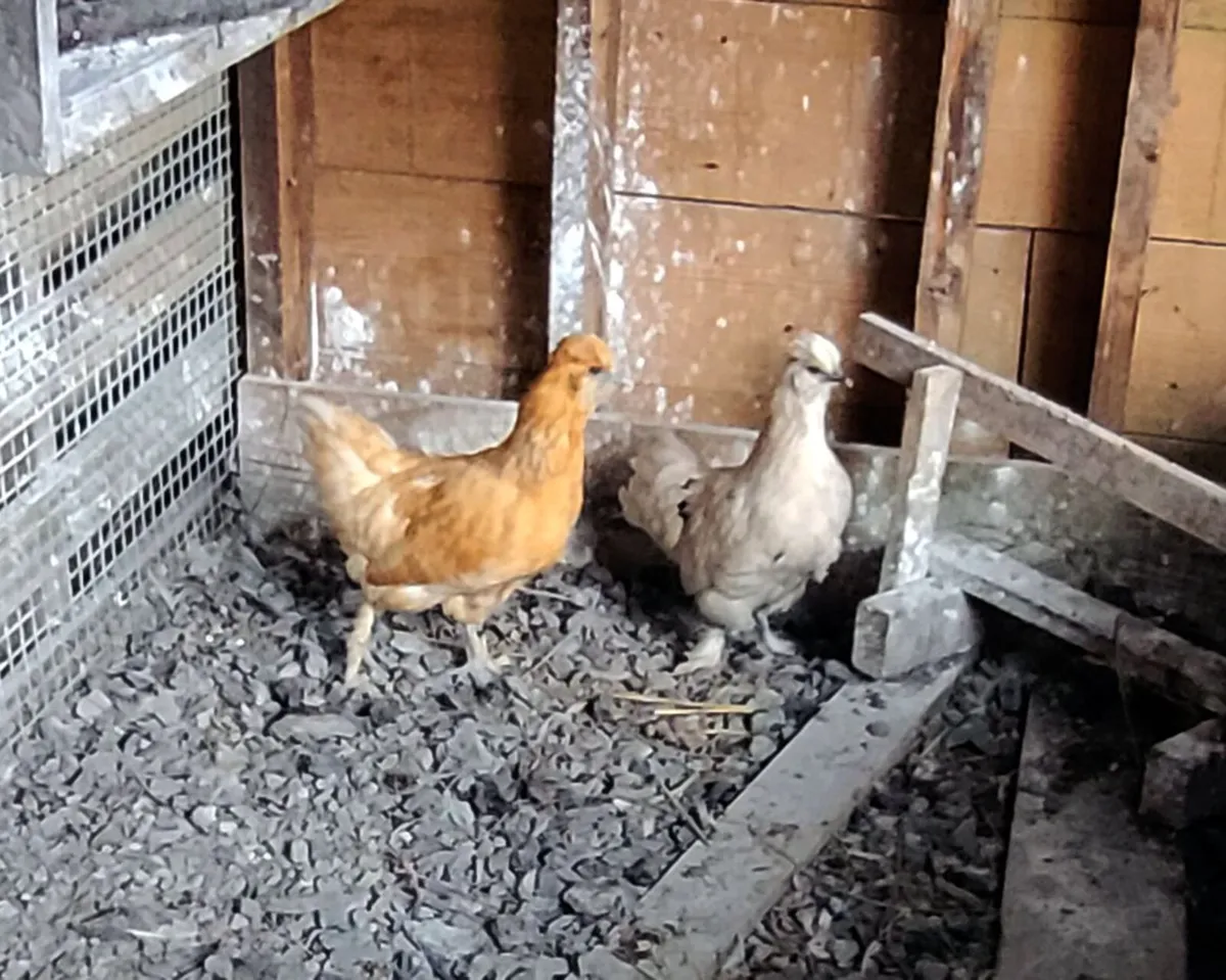 poultry - Image 3