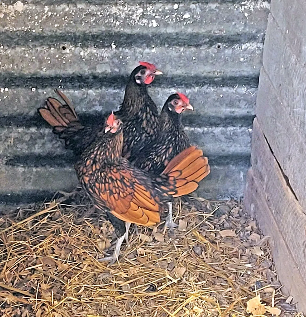 poultry - Image 4