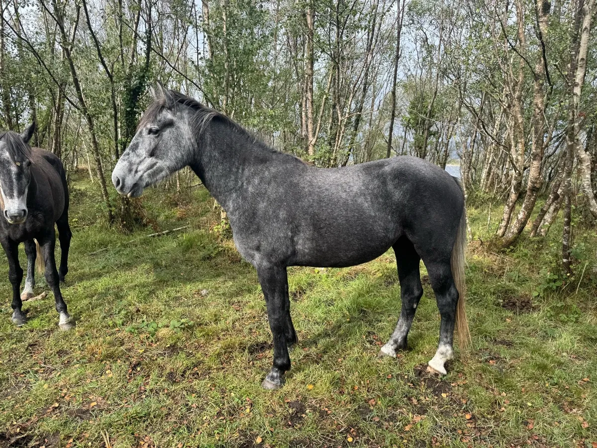 3yr old Irish draught - Image 2