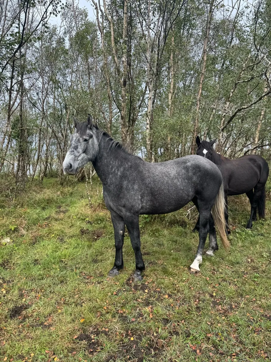 3yr old Irish draught - Image 1
