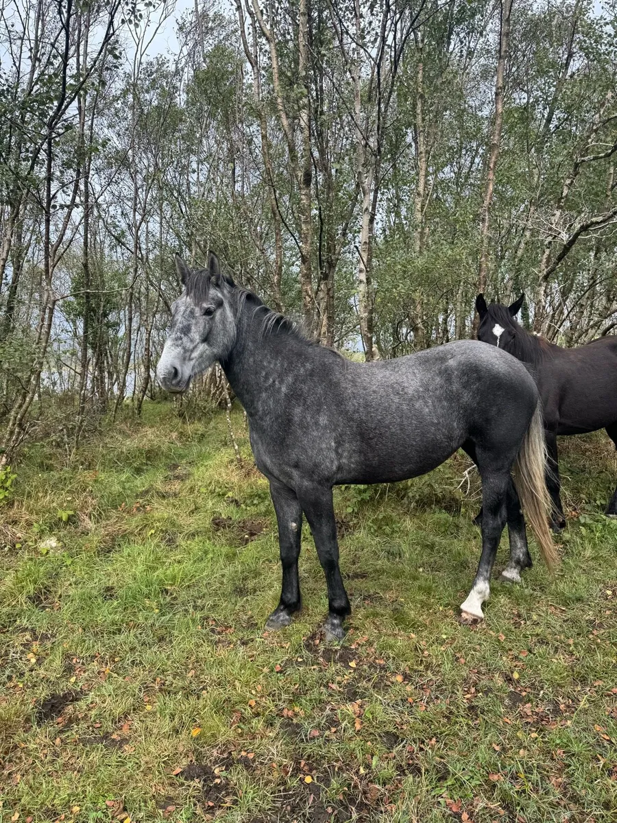 3yr old Irish draught - Image 3