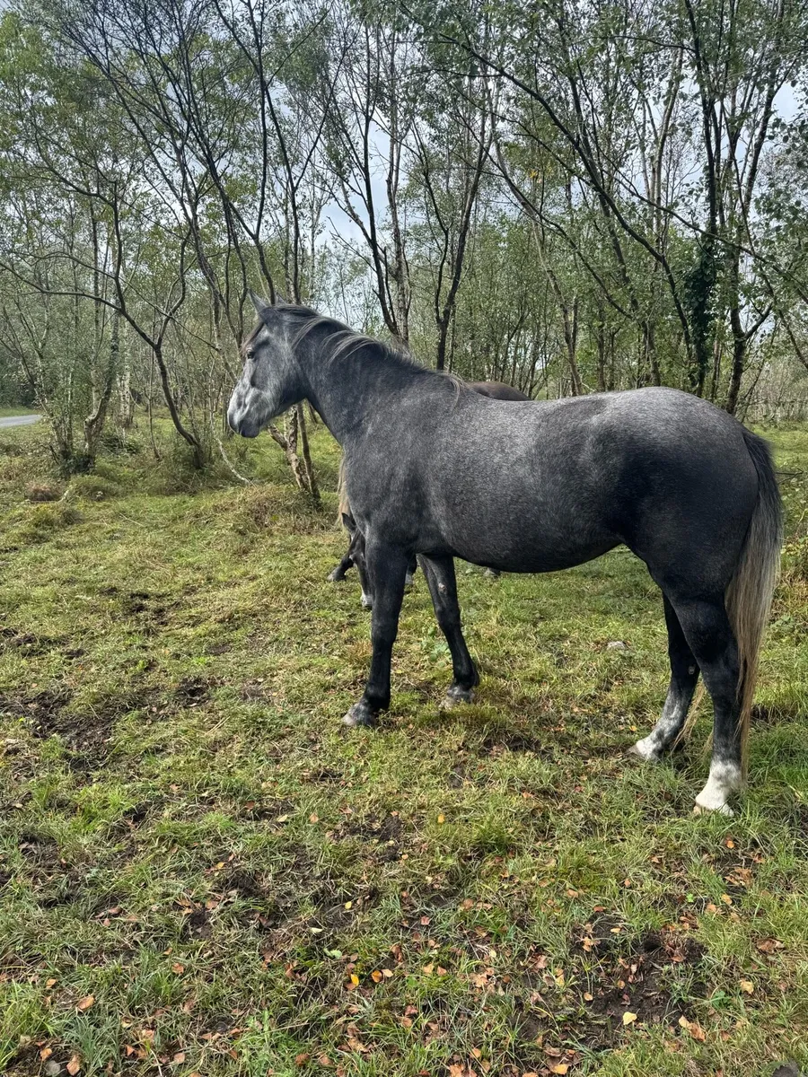 3yr old Irish draught - Image 4