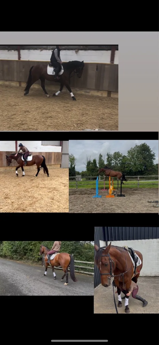 Stunning 4 year old by atomic cruis - Image 1