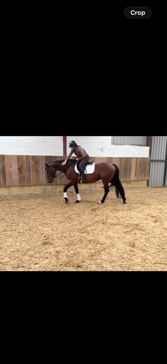 Stunning 4 year old by atomic cruis - Image 2