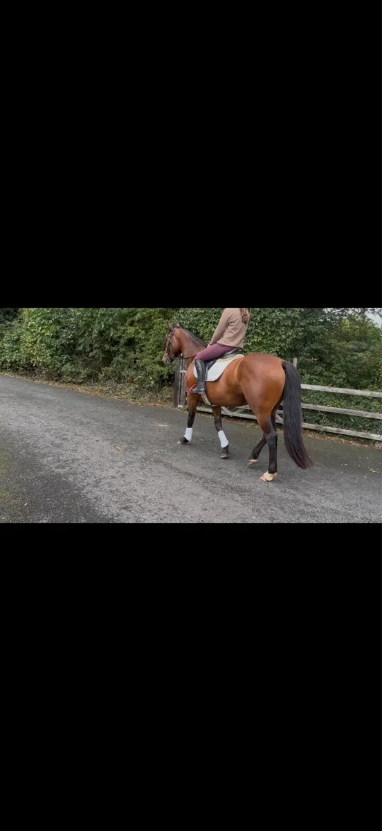 Stunning 4 year old by atomic cruis - Image 3