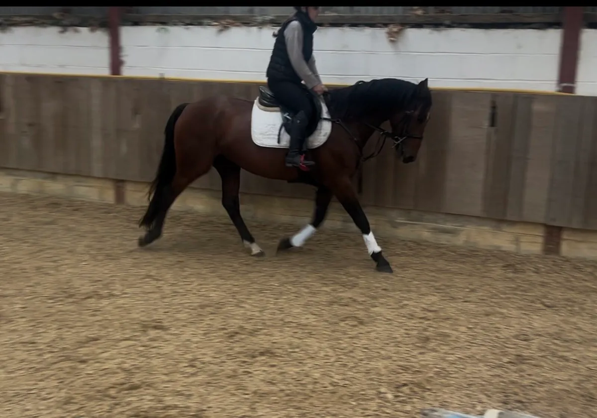 Stunning 4 year old by atomic cruis - Image 4