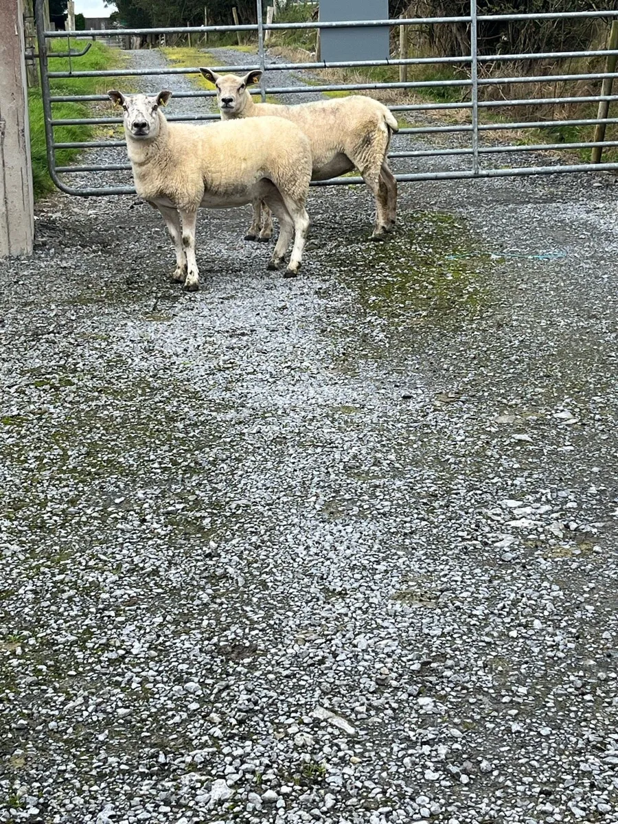 2 x Texel Hoggets - Image 2