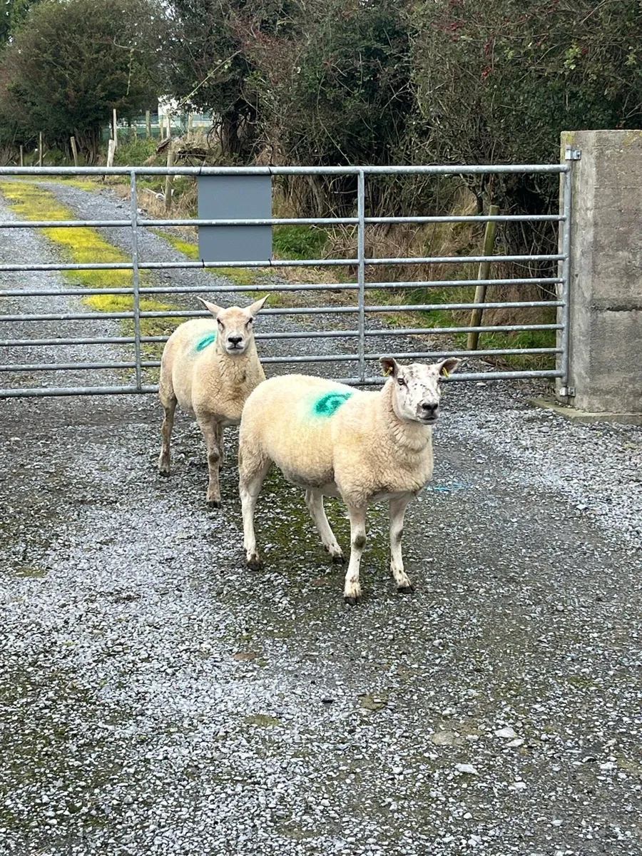 2 x Texel Hoggets - Image 1