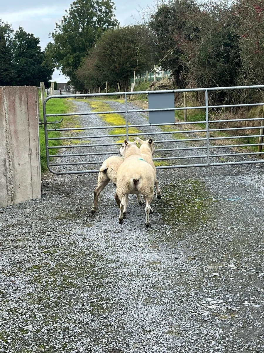 2 x Texel Hoggets - Image 3