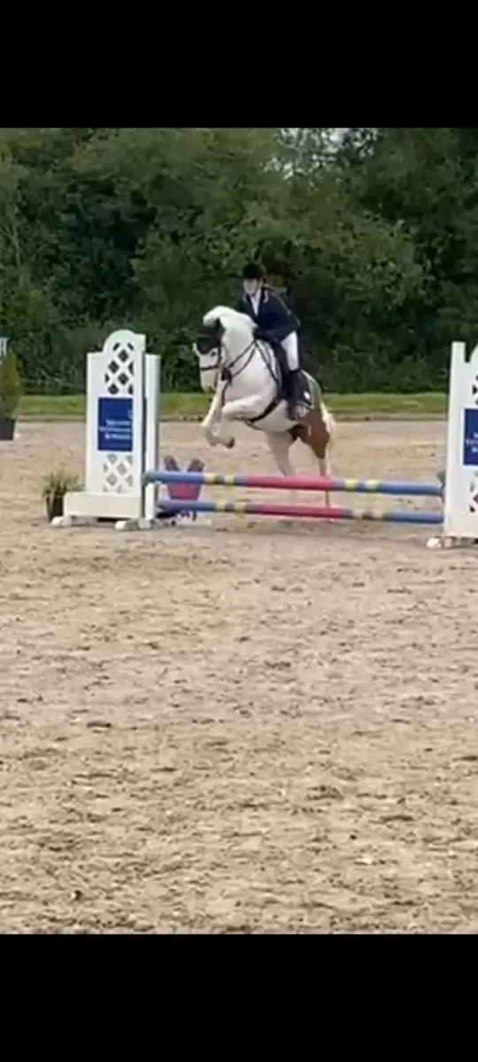 7yr 15.1hh Alrounder - Image 2