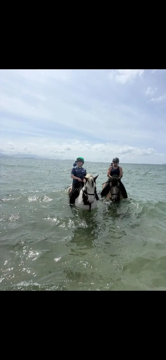 7yr 15.1hh Alrounder - Image 3