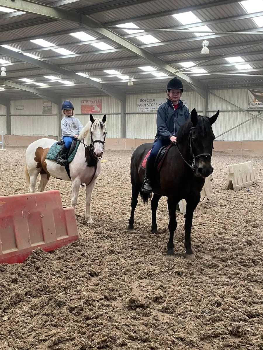 7yr 15.1hh Alrounder - Image 4