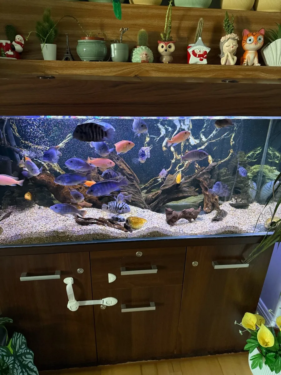 Fish tank - Image 2