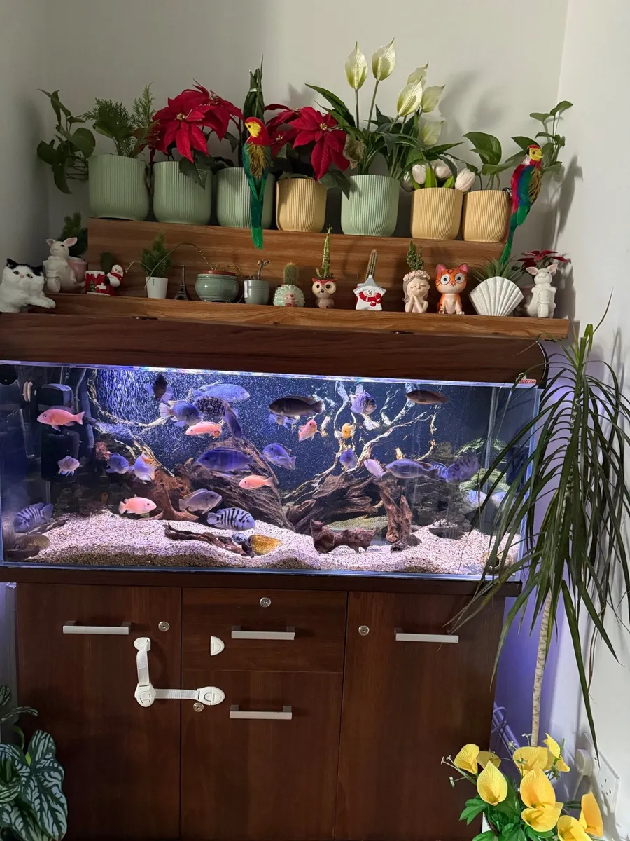 Fish tank - Image 3