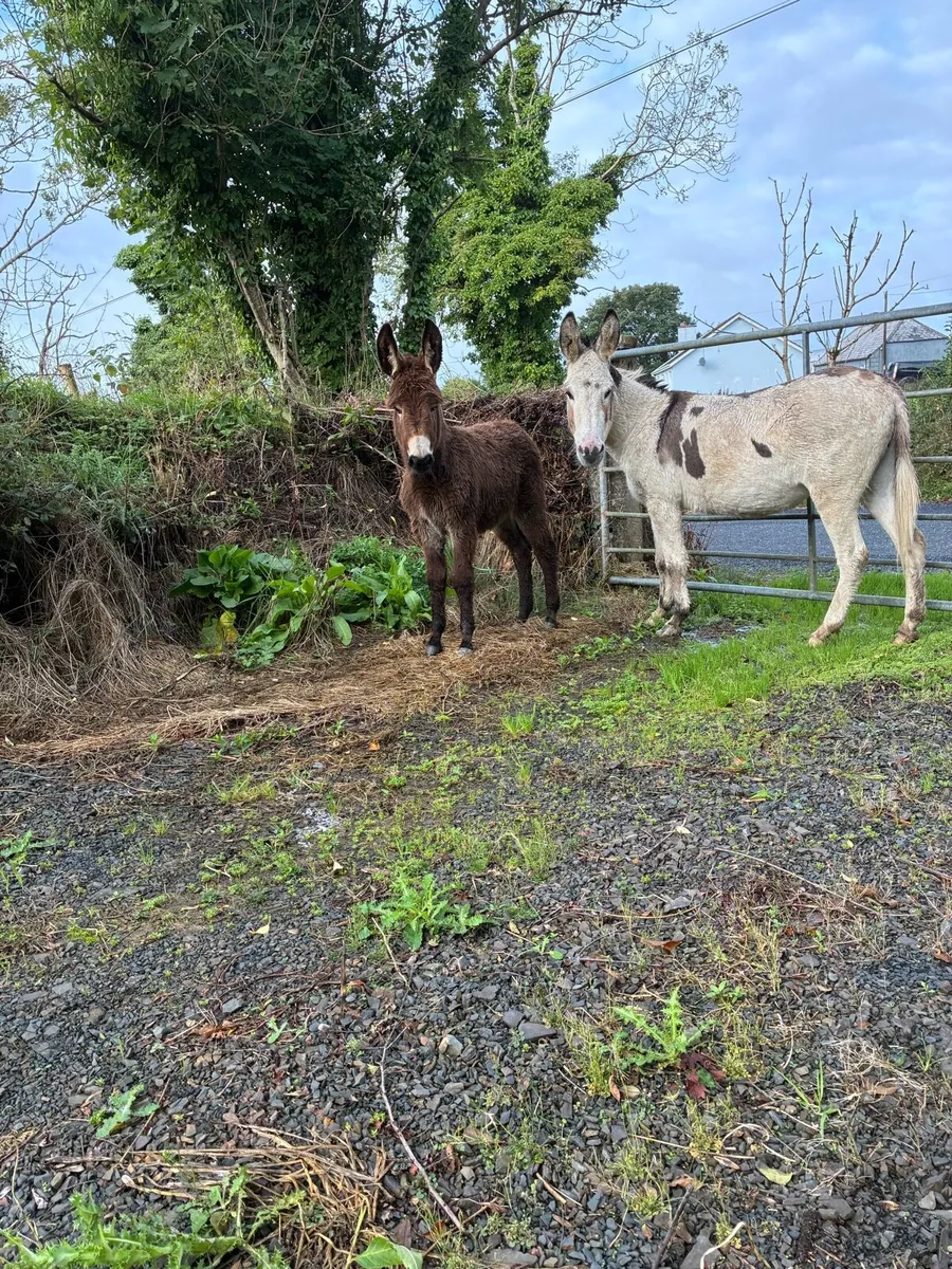 Jack foal for sale - Image 2