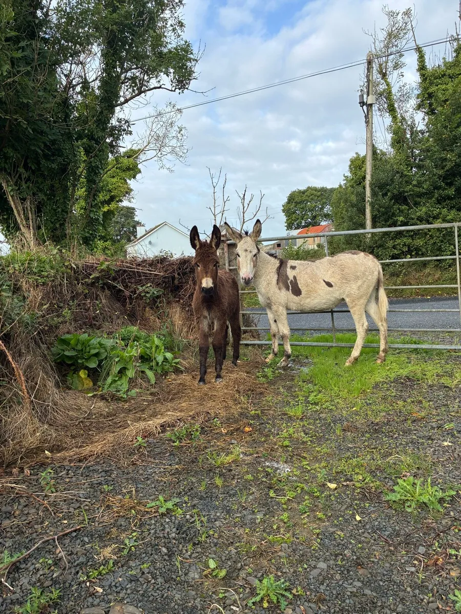 Jack foal for sale - Image 3
