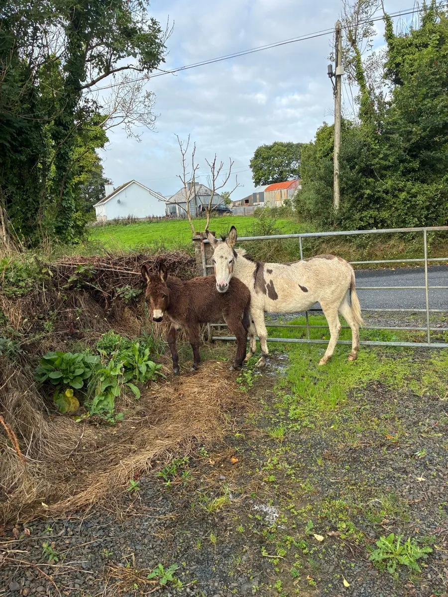 Jack foal for sale - Image 1