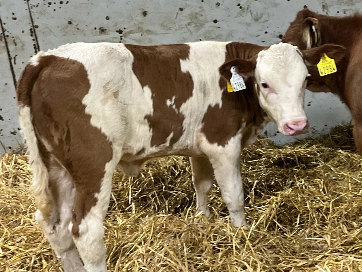 Red Simmental Heifer Calf - Image 1