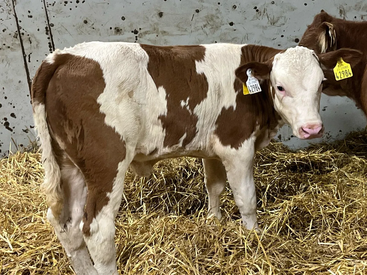 Red Simmental Heifer Calf - Image 2