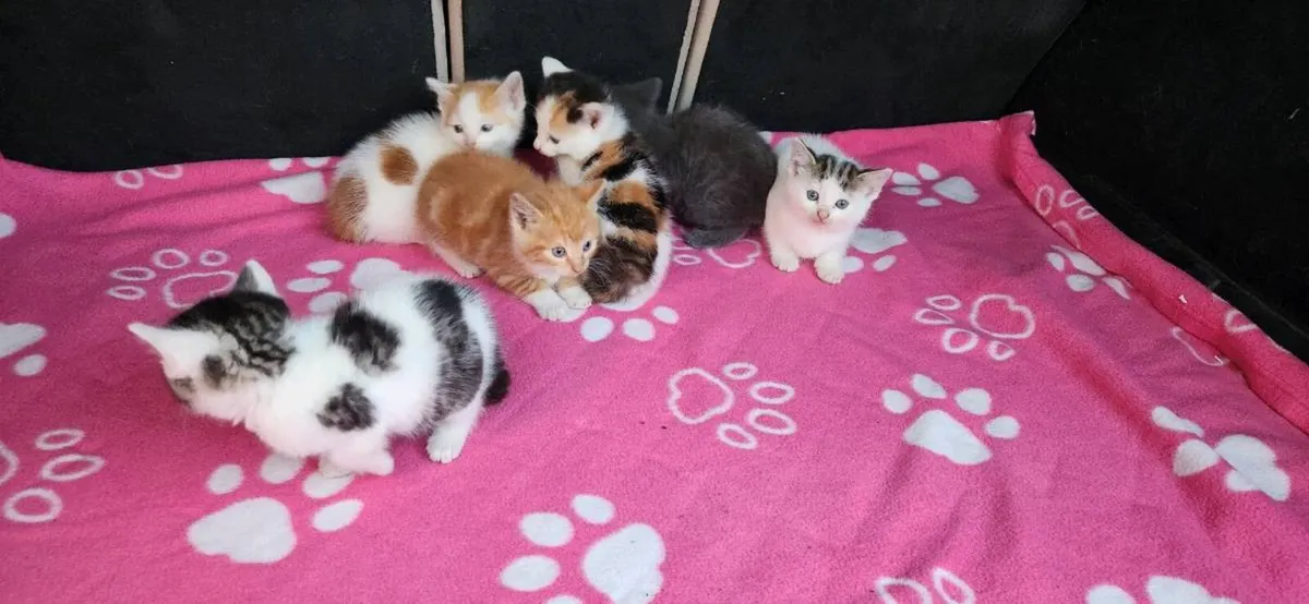 Kittens - Image 3