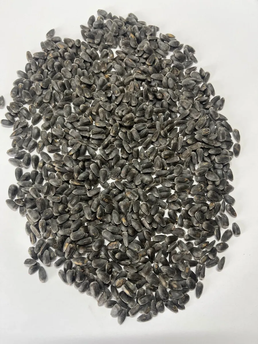 Pack of 25 giant Red sunflower seeds - Image 3