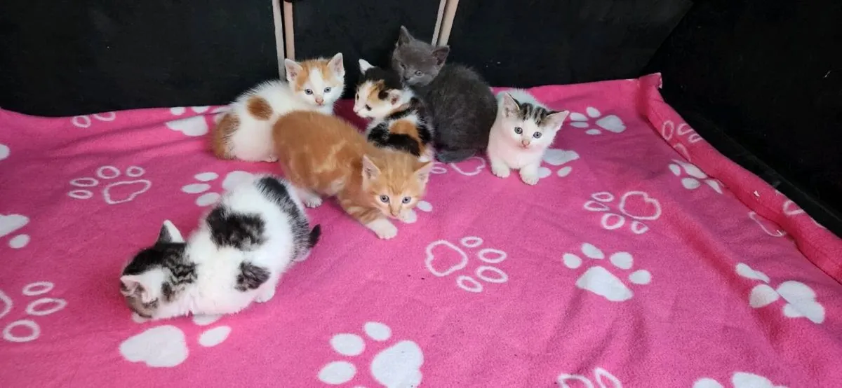 Kittens - Image 4