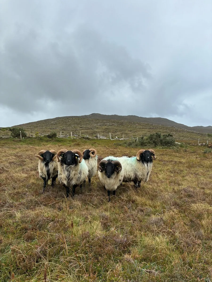 AGED RAM & HOGGET RAMS -ALL SIS - Image 1