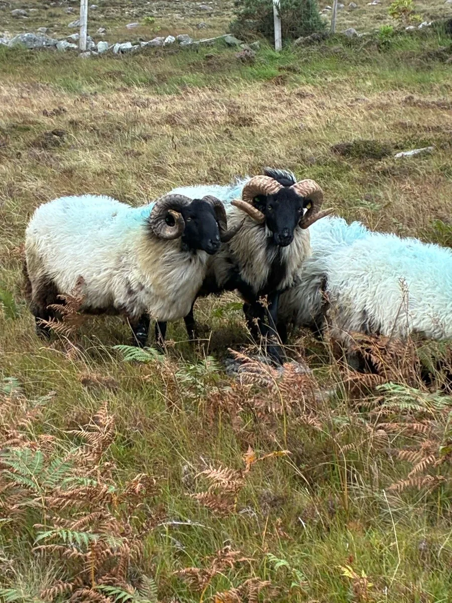 AGED RAM & HOGGET RAMS -ALL SIS - Image 3