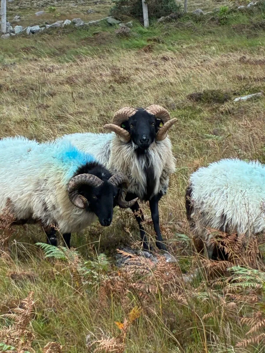 AGED RAM & HOGGET RAMS -ALL SIS - Image 4