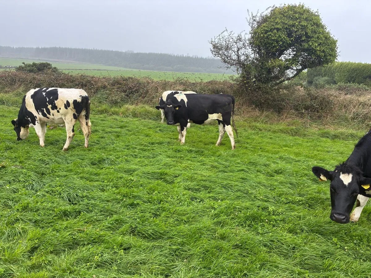 Empty Friesian Maiden Heifers - Image 2