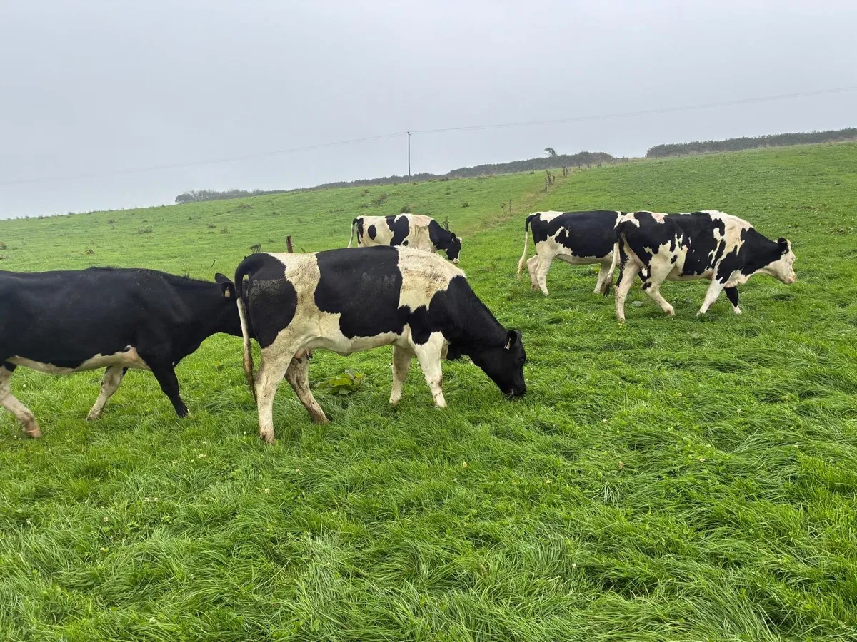 Empty Friesian Maiden Heifers - Image 3