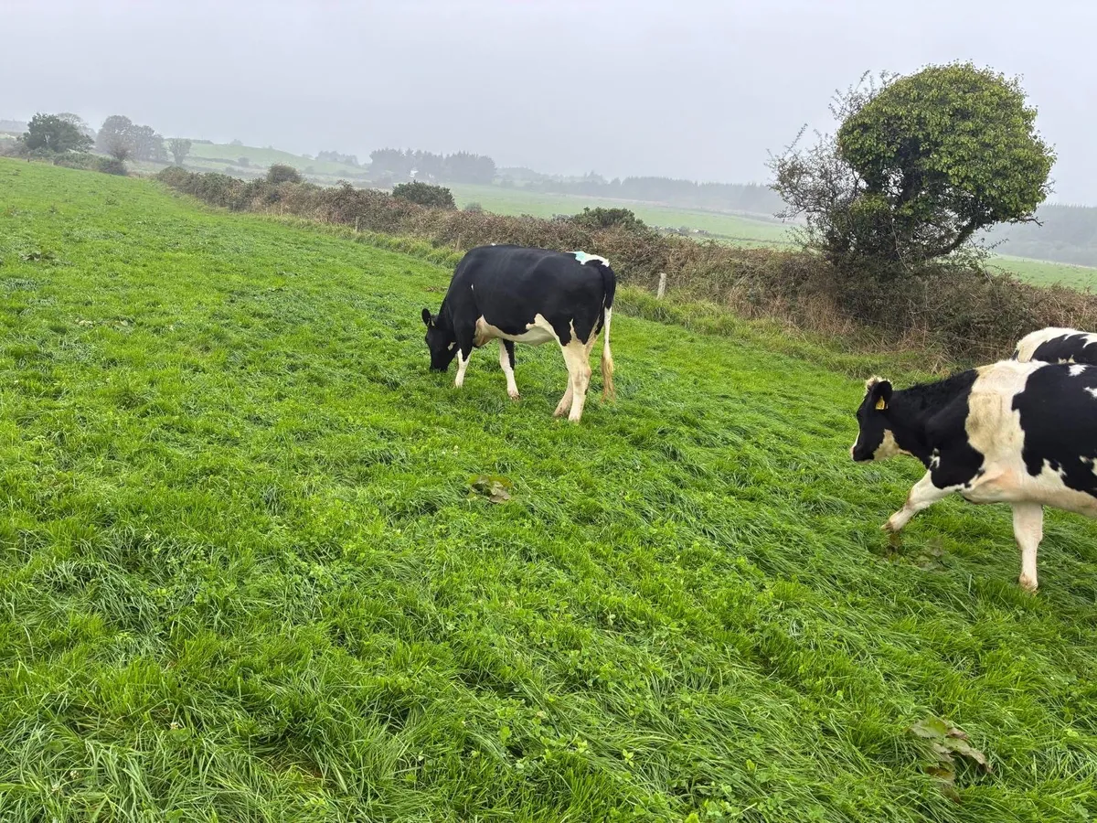 Empty Friesian Maiden Heifers - Image 4
