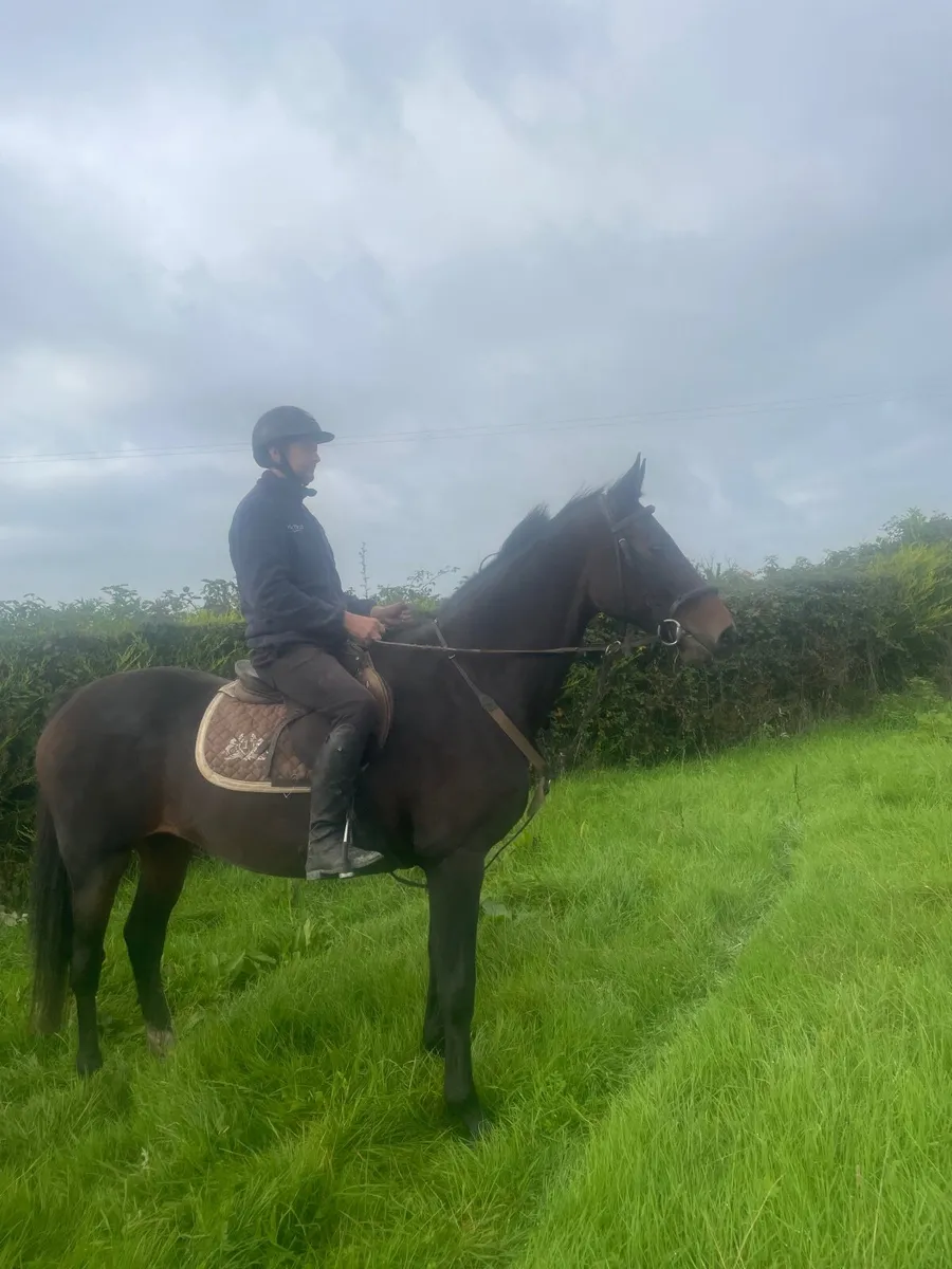 Horse - Image 1