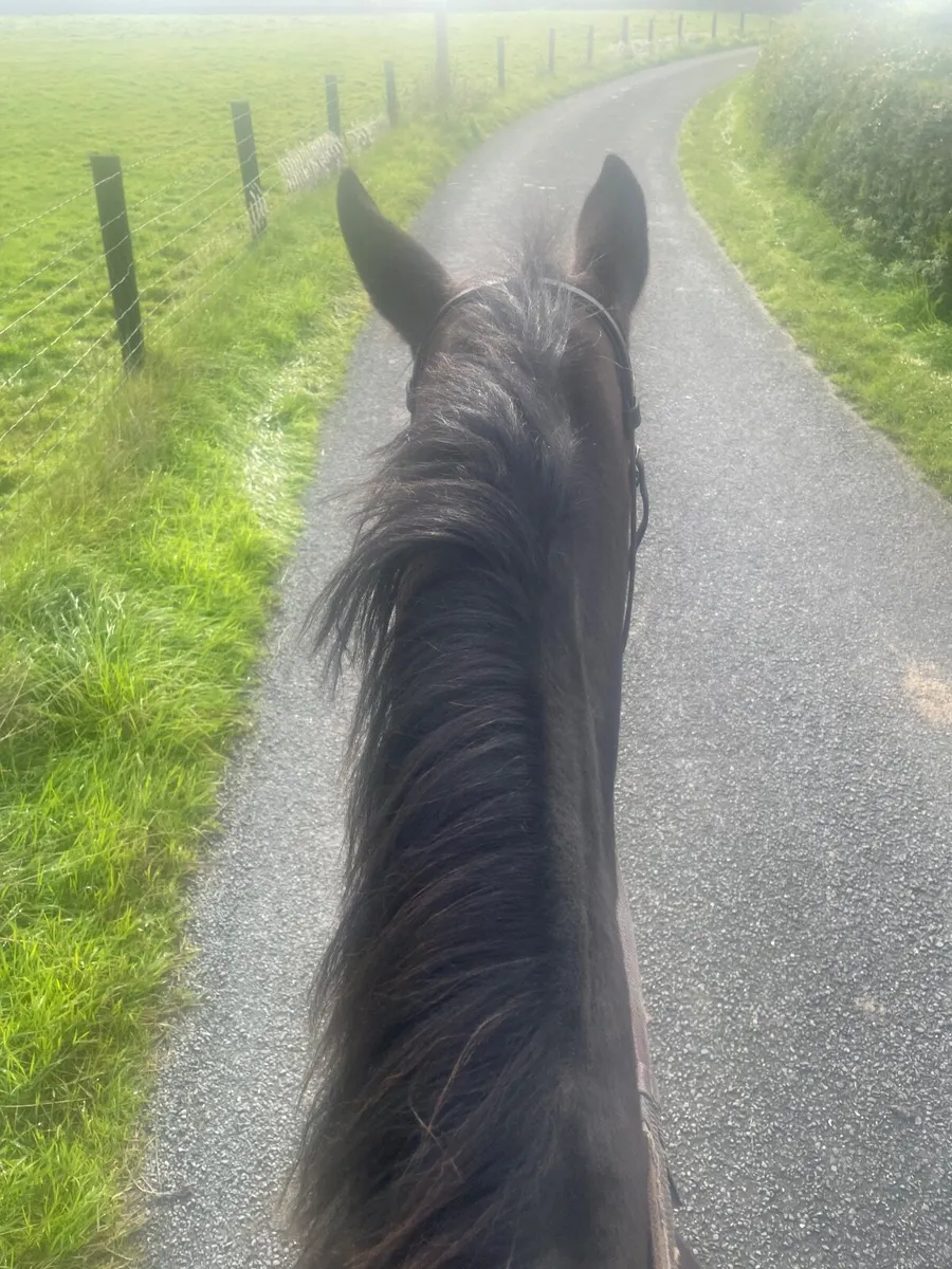 Horse - Image 2