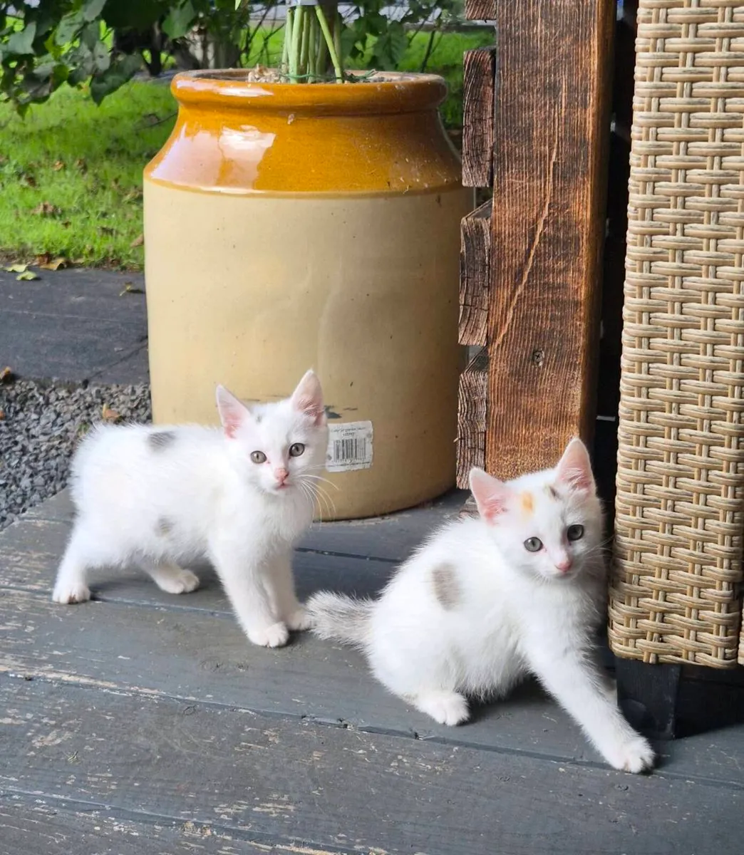 Kittens - Image 1