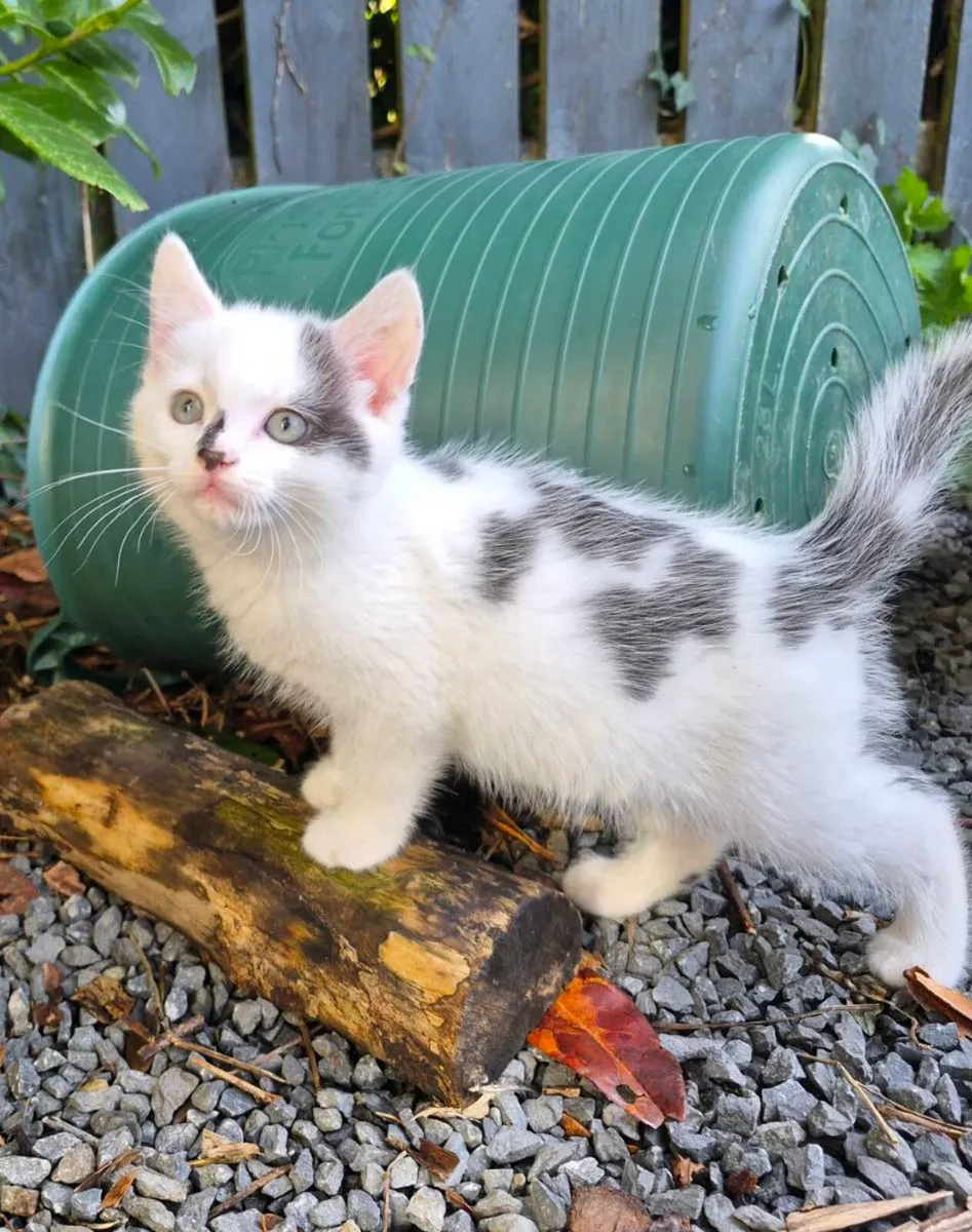 Kittens - Image 4