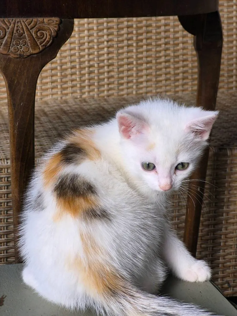 Kittens - Image 2