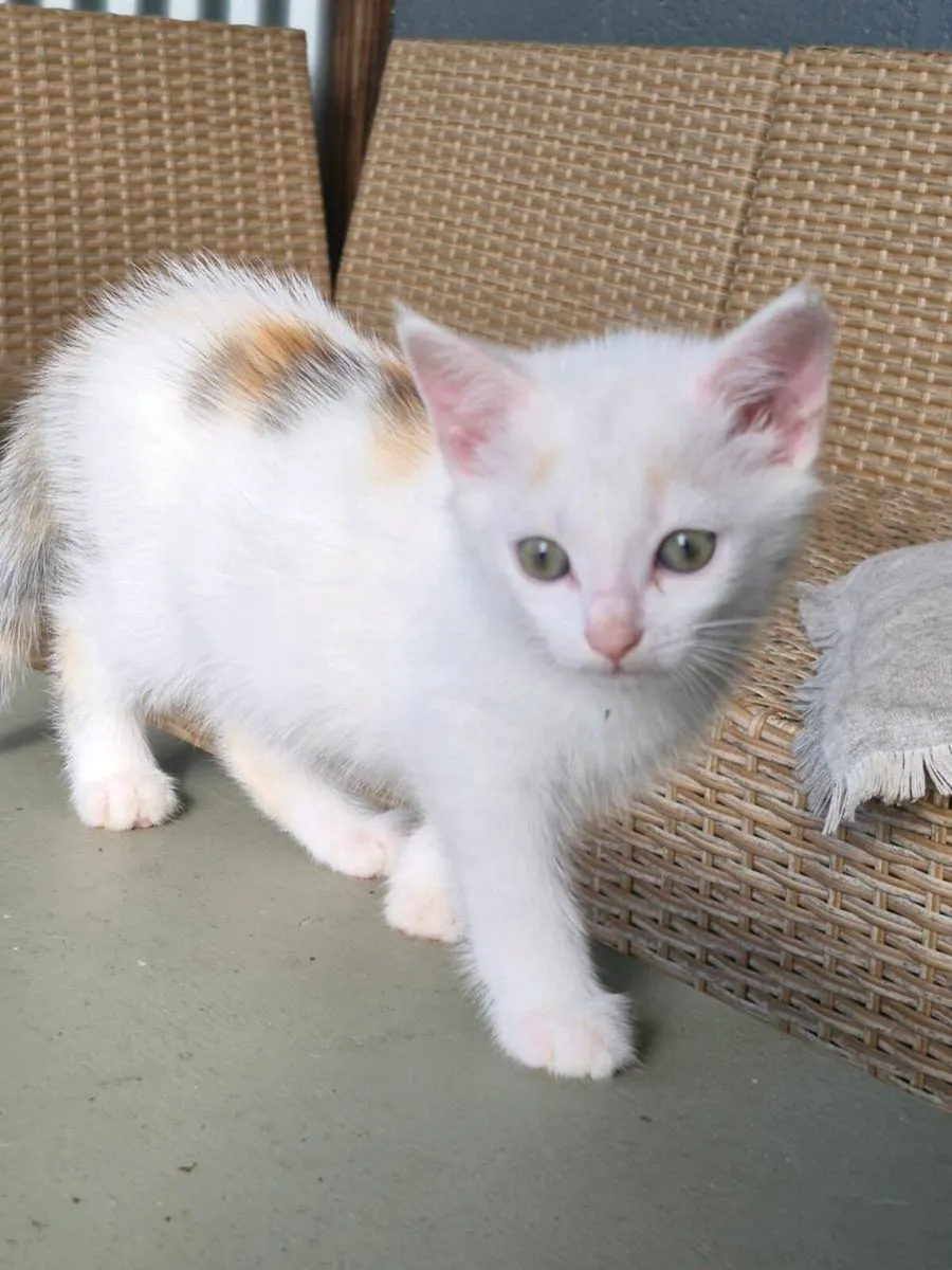 Kittens - Image 3
