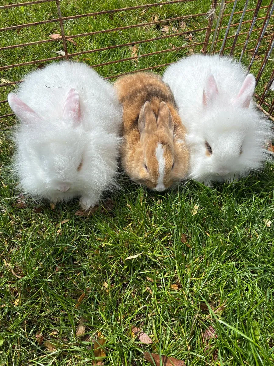 Rabbits - Image 1