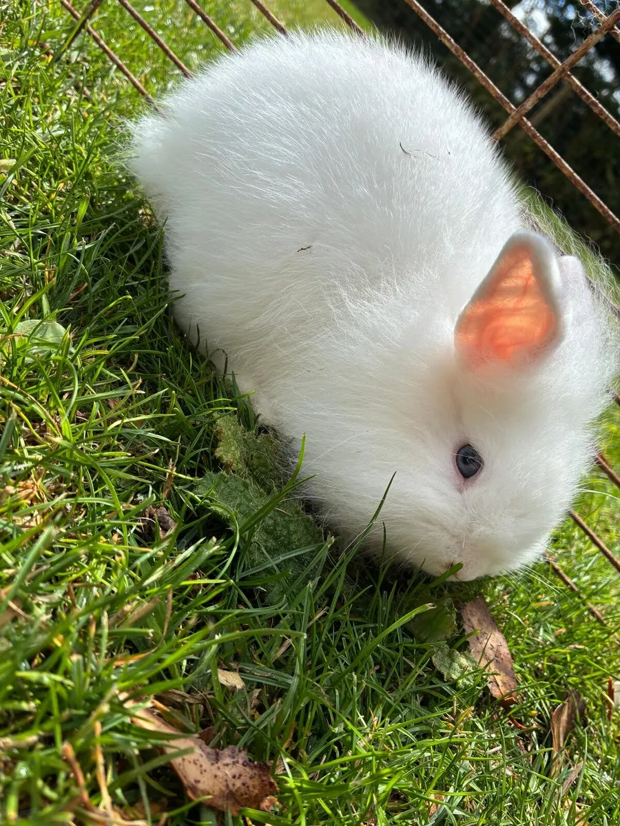 Rabbits - Image 2